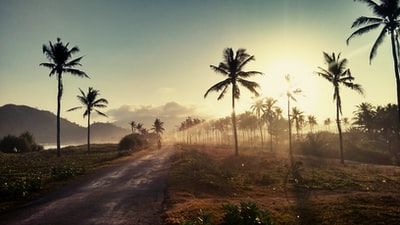 椰树景观照片